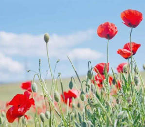 asheikh.com是一个提供秀林企业信息查询，秀林企业形象展示，秀林企业产品推广等服务的综合性的秀林企业信息网。